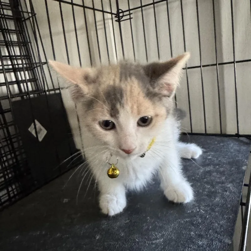 A baby small-sized female Calico Domestic Short Hair cat named Tangerine Chino Hills for adoption in Chino Hills, CA