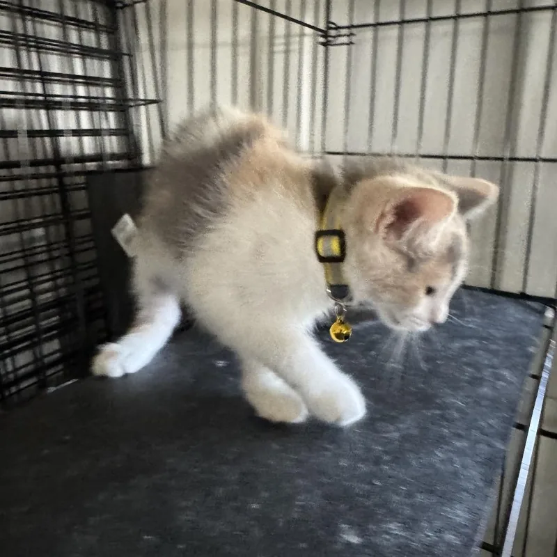 Tangerine  Chino Hills thumbnail 2
