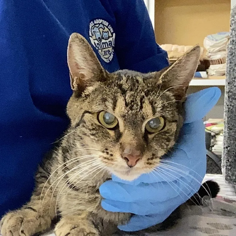 An adult medium-sized female Brown / Chocolate Domestic Short Hair cat named Mcbee for adoption in Greenville, SC