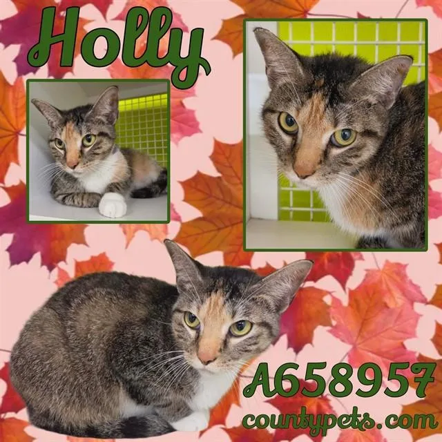 A young medium-sized female Domestic Short Hair cat named Holly for adoption in Houston, TX