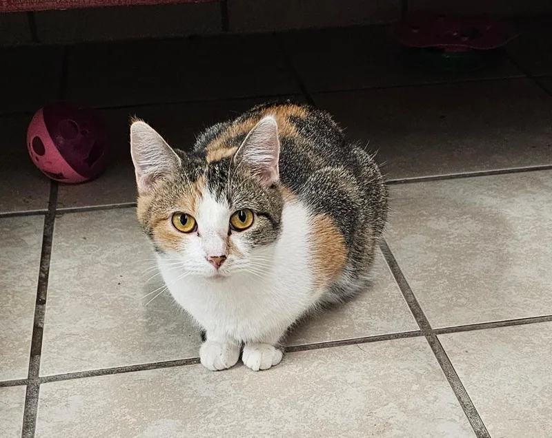 A young medium-sized female Domestic Short Hair cat named Jupiter for adoption in Du Quoin, IL