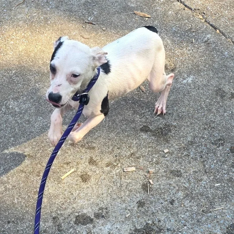 A baby medium-sized female Mixed Breed dog named Moo for adoption in Clarksville, TN