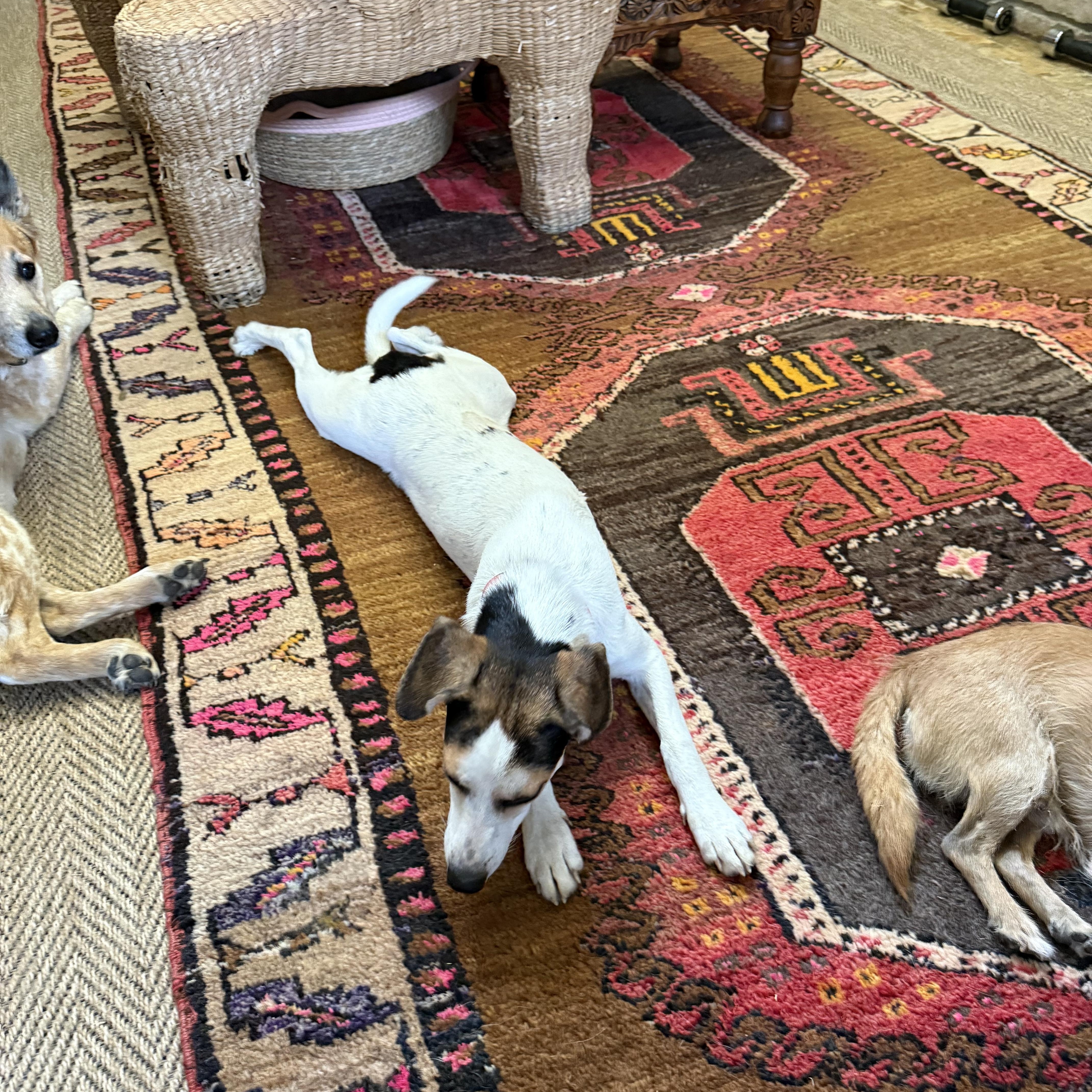A young small-sized female White / Cream Rat Terrier dog named Sugar for adoption in Sadler, TX
