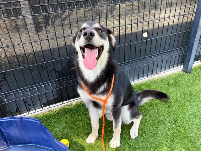 A young large-sized male German Shepherd Dog dog named Roman for adoption in Tustin, CA