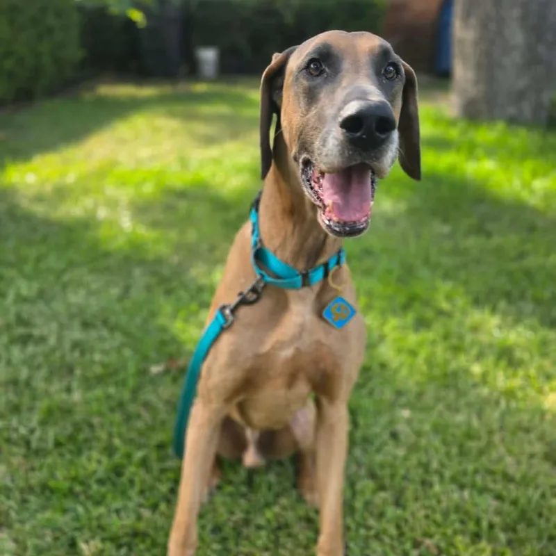 An adult extra large-sized male Yellow / Tan / Blond / Fawn Great Dane dog named Scooby for adoption in Bullard, TX