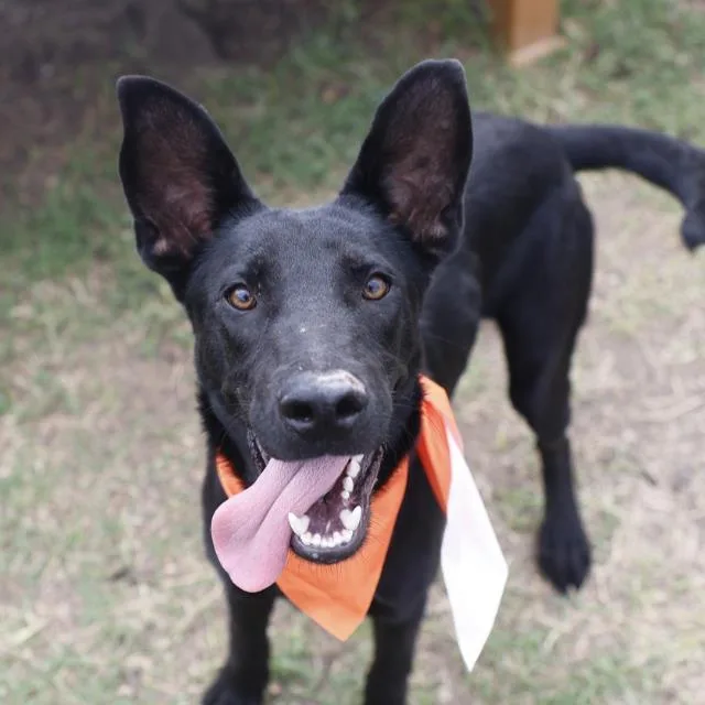 A young medium-sized female German Shepherd Dog dog named Charlie for adoption in San Antonio, TX