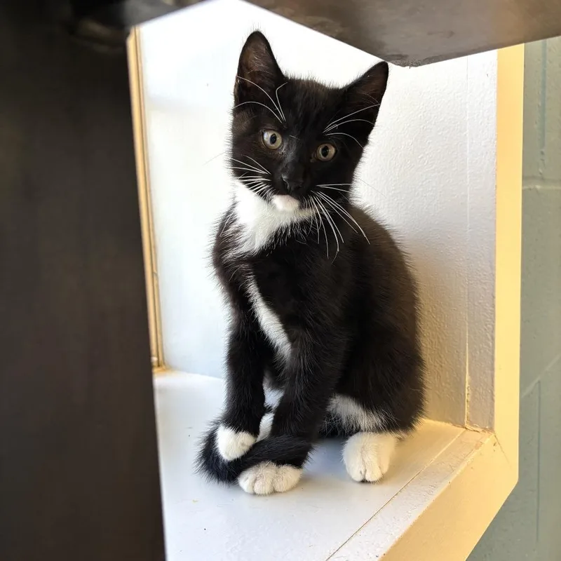 A baby small-sized male Black Domestic Short Hair cat named Jump On Da Bed for adoption in Carencro, LA