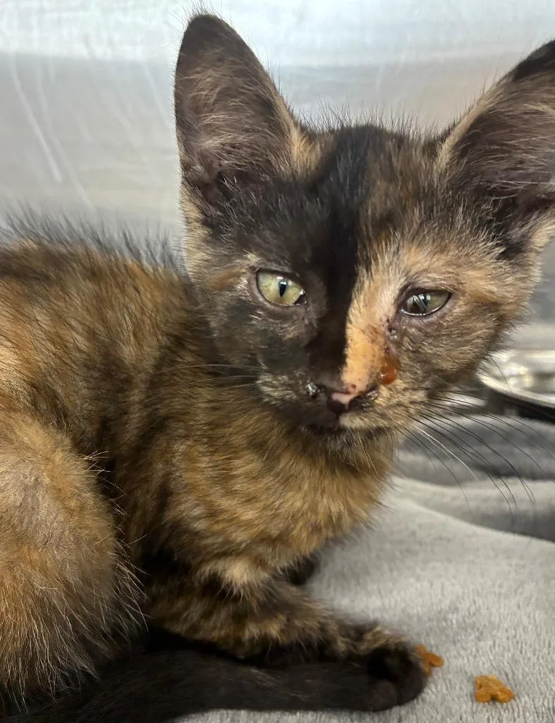 A baby medium-sized female Domestic Short Hair cat named Nala for adoption in Hartsville, SC