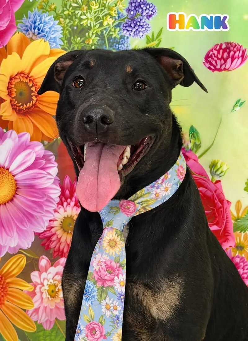 An adult large-sized male Black Mixed Breed dog named Hank for adoption in Flint, MI