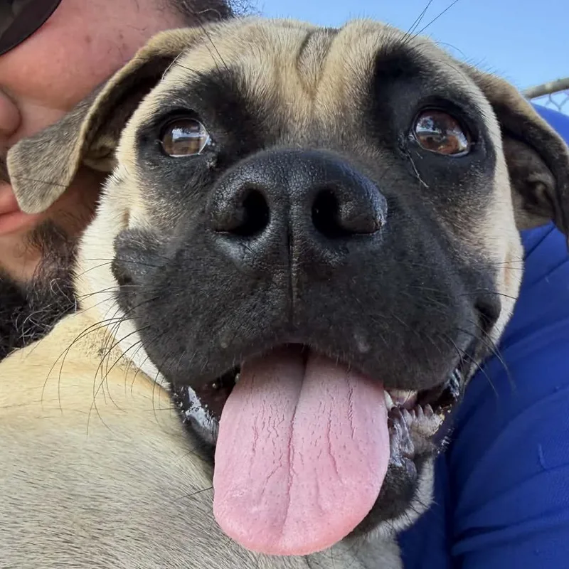 A young medium-sized male Yellow / Tan / Blond / Fawn Mastiff dog named Finn FKA Valentino for adoption in Coralville, IA