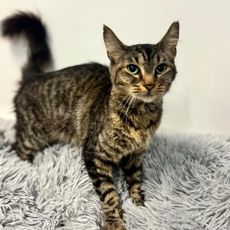 A young medium-sized female Brown / Chocolate Domestic Medium Hair cat named Big Nose Kate for adoption in Brownsboro, AL