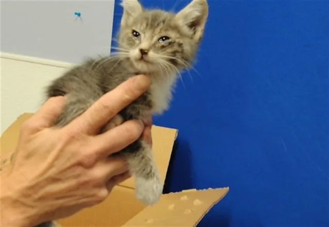 A baby small-sized male Domestic Short Hair cat named Nismo for adoption in Albuquerque, NM