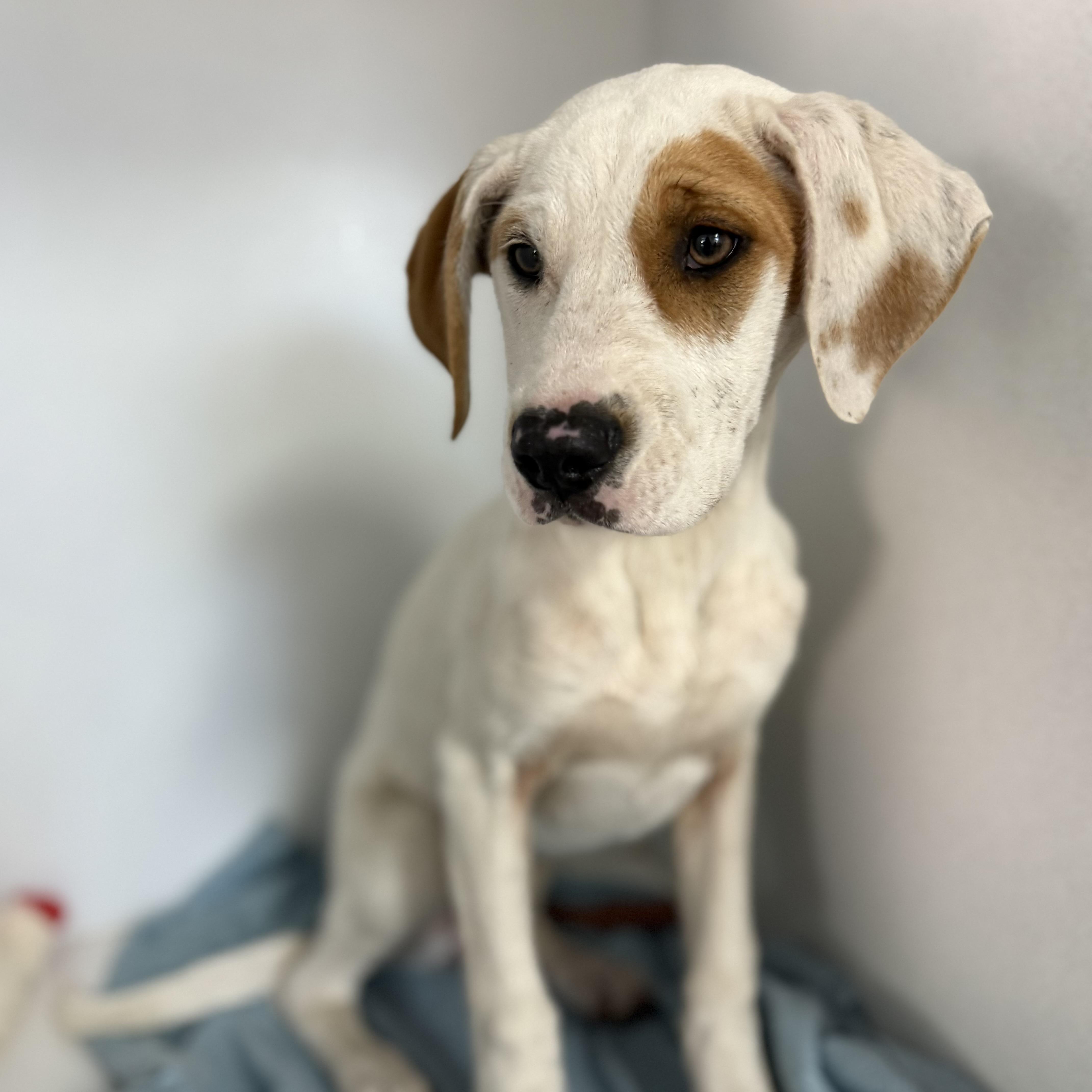 Santee thumbnail 4