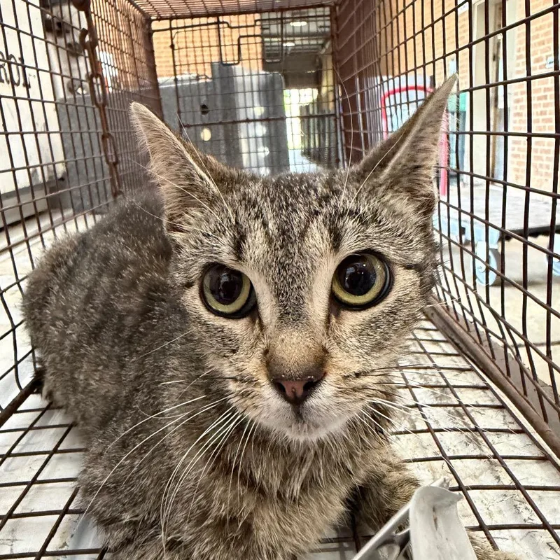 A young small-sized female Gray / Blue / Silver Domestic Short Hair cat named Court for adoption in Birmingham, AL