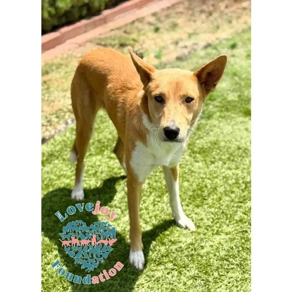 A young medium-sized female Yellow / Tan / Blond / Fawn Carolina Dog dog named Tangerine COH for adoption in Inglewood, CA