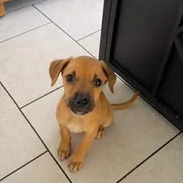 A baby small-sized female Yellow / Tan / Blond / Fawn German Shepherd Dog dog named Peanut for adoption in Buffalo, MN