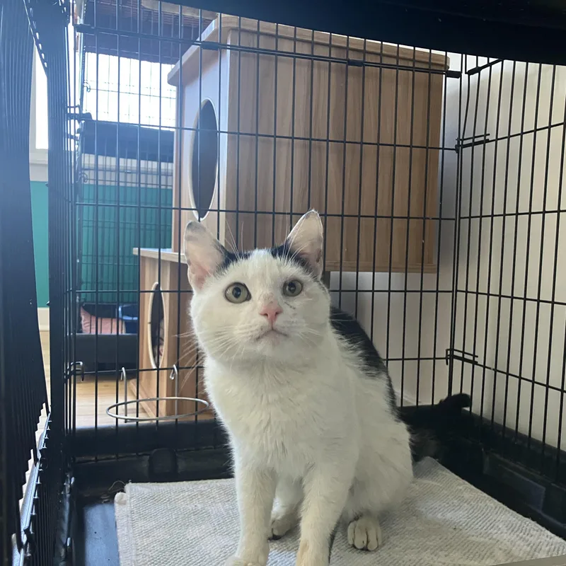 An adult medium-sized male Black & White / Tuxedo American Shorthair cat named Oscar for adoption in Hull, MA