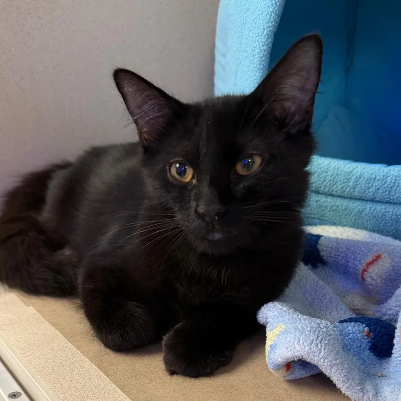 A baby medium-sized male Domestic Medium Hair cat named Prince for adoption in Westhampton, NY