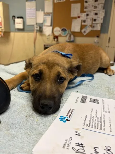 A baby small-sized male German Shepherd Dog dog named Tubby for adoption in Riverside, CA
