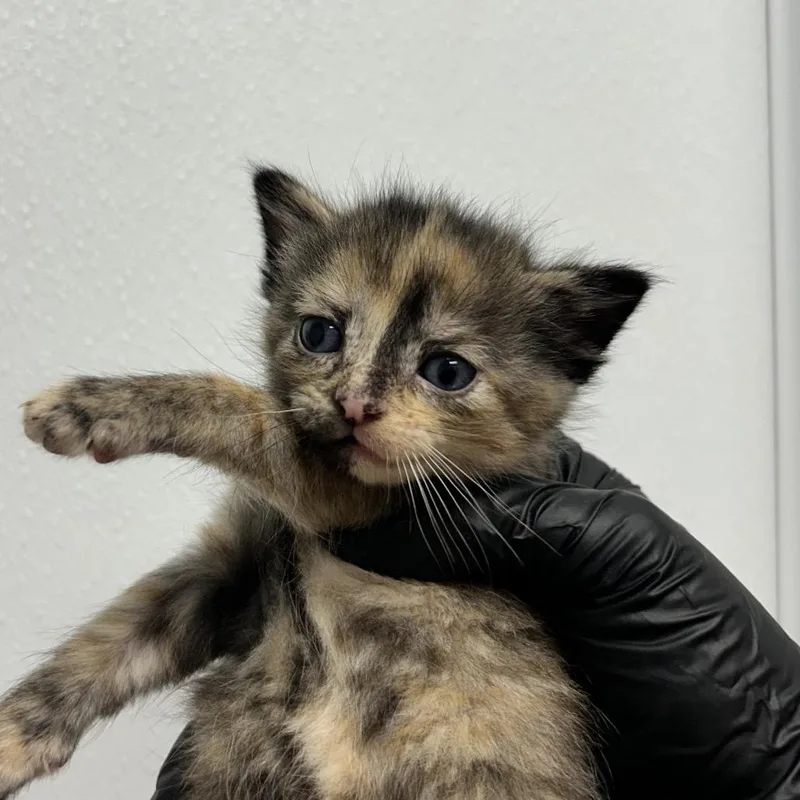 A baby small-sized female Tortoiseshell Domestic Short Hair cat named Sara for adoption in Abilene, TX