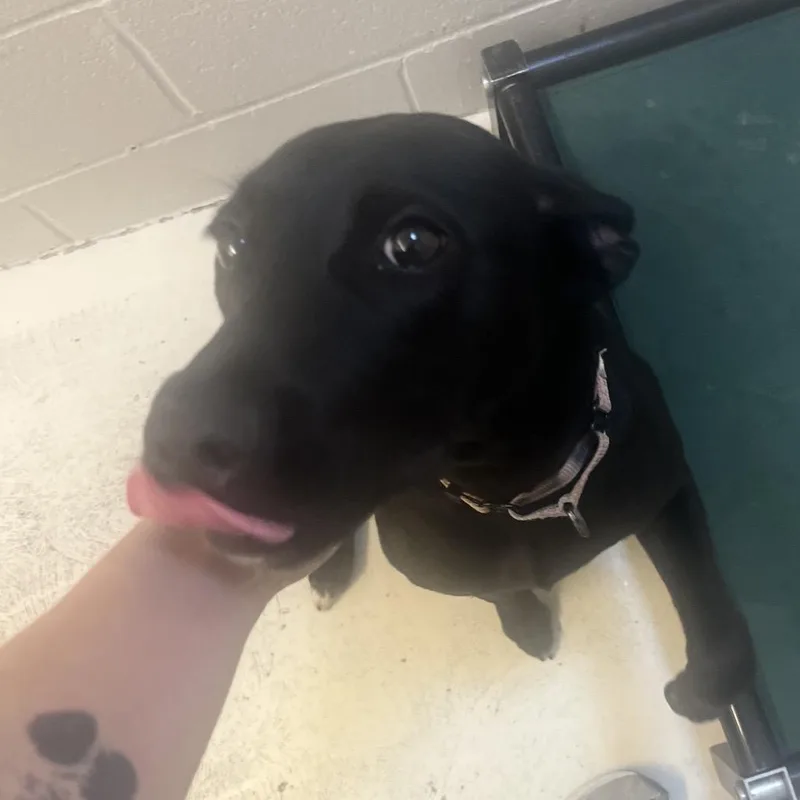 Sadie thumbnail 4