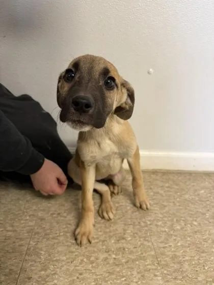 A baby small-sized female Great Dane dog named Nicole for adoption in St. Anne, IL