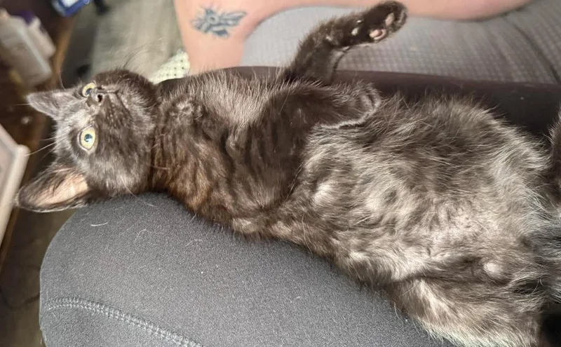 A baby medium-sized female Domestic Short Hair cat named Hammy for adoption in Hoover , AL