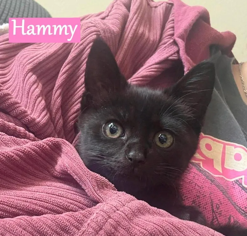 Hammy thumbnail 4