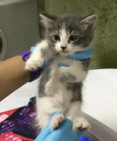 A baby small-sized female Domestic Short Hair cat named Karla for adoption in Riverside, CA