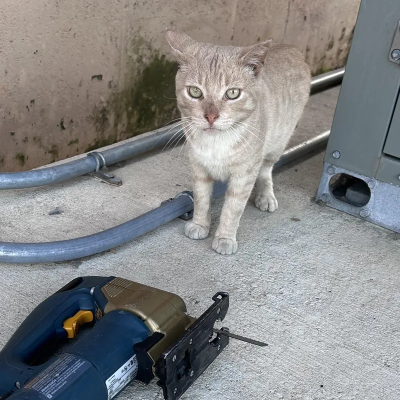 An adult small-sized male Buff / Tan / Fawn Domestic Short Hair cat named Tomato Soup for adoption in Philadelphia, PA
