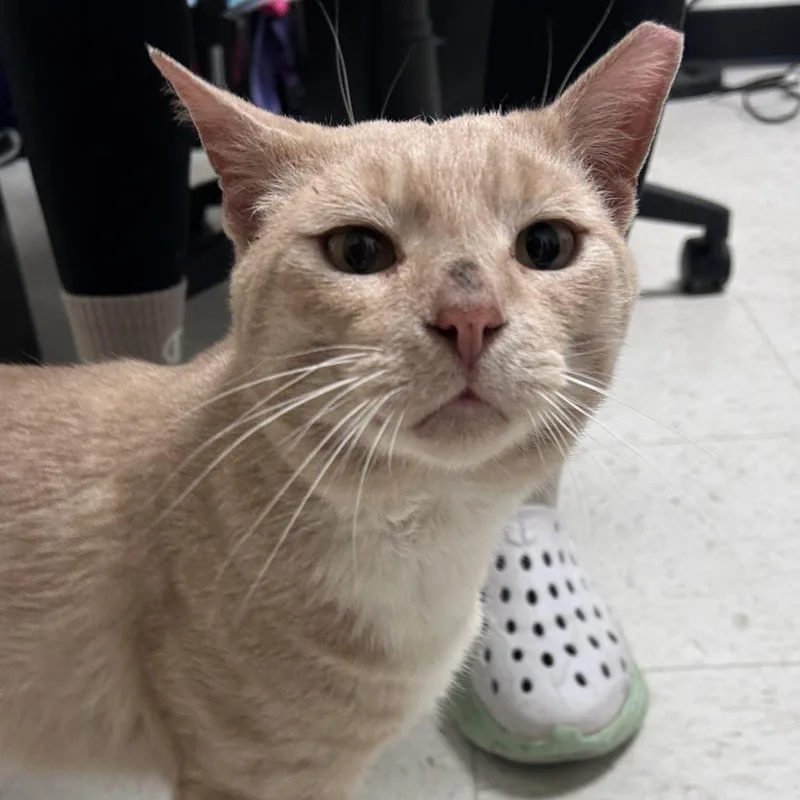 Tomato Soup thumbnail 2