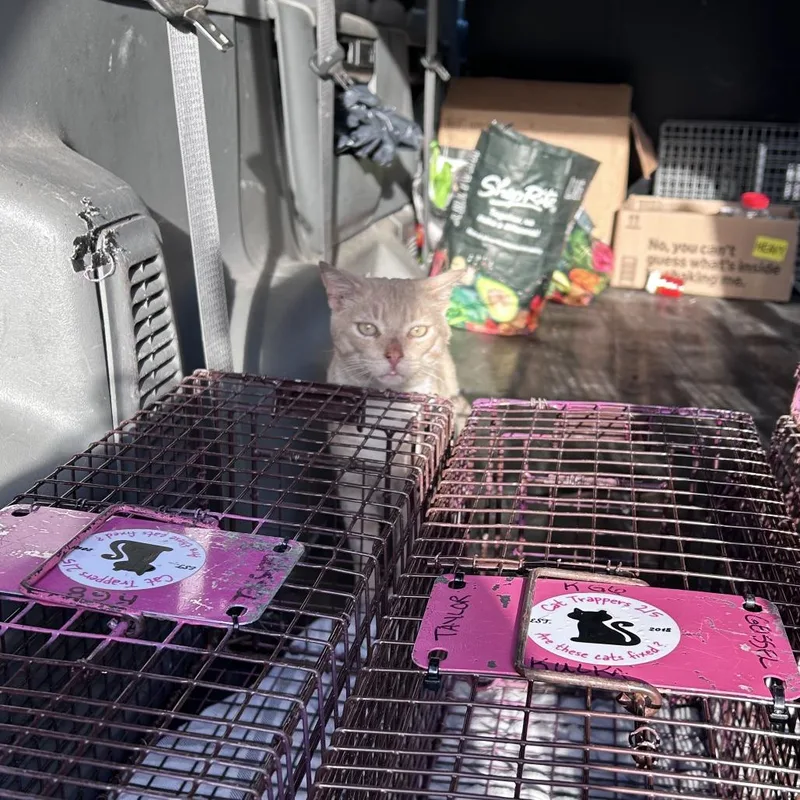 Tomato Soup thumbnail 3