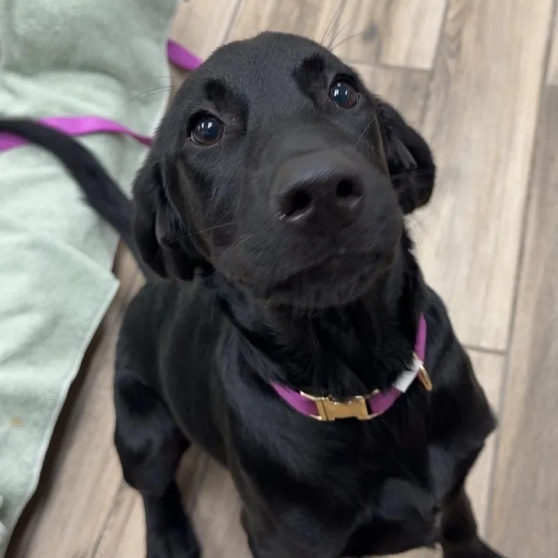 A baby medium-sized female Black Labrador Retriever dog named Duck for adoption in Henderson, KY