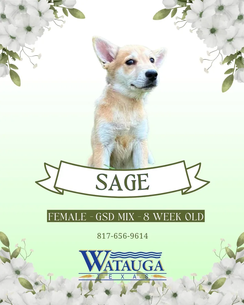 Sage