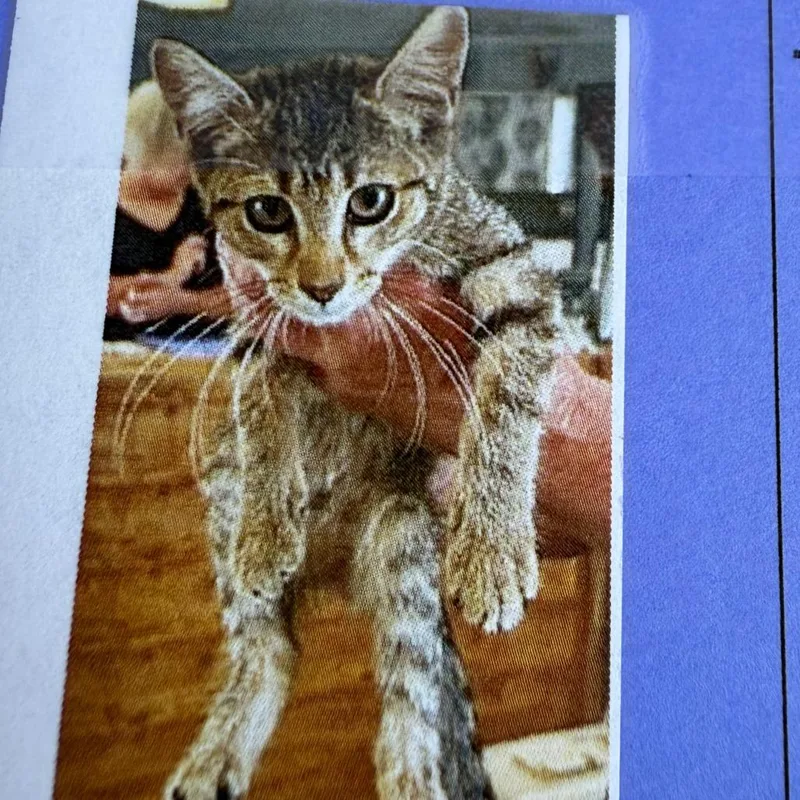 Meadowlark thumbnail 3