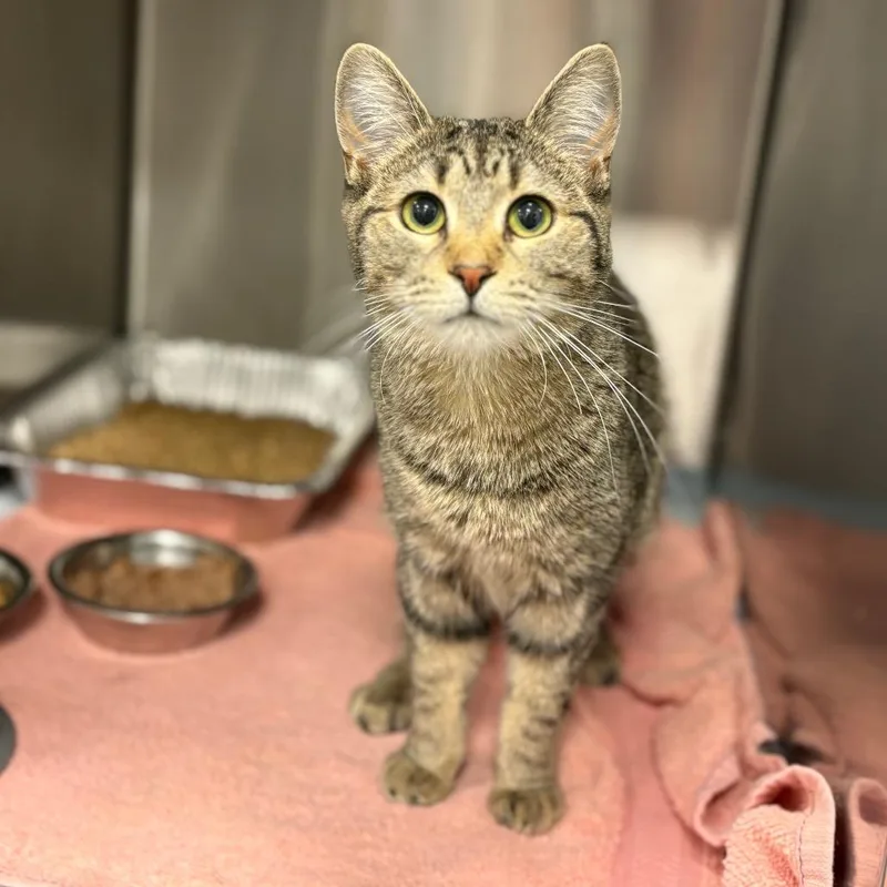 Meadowlark thumbnail 4