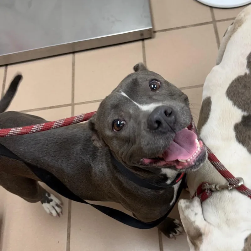 An adult medium-sized female Pit Bull Terrier dog named Bubbles for adoption in Starkville, MS