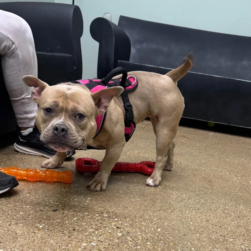 An adult medium-sized female Yellow / Tan / Blond / Fawn Mixed Breed dog named Penelope for adoption in Skokie, IL