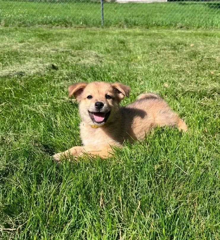 A baby medium-sized female Australian Shepherd dog named Sage for adoption in North Prairie, WI