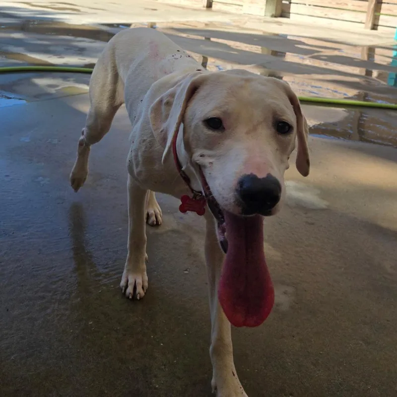A young medium-sized female White / Cream Mixed Breed dog named Suzie Rae for adoption in Freeport, FL