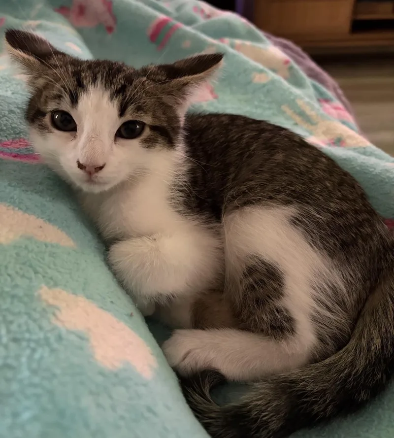 A baby medium-sized male Brown / Chocolate Domestic Short Hair cat named Cappuccino Lemonade for adoption in Chandler, AZ