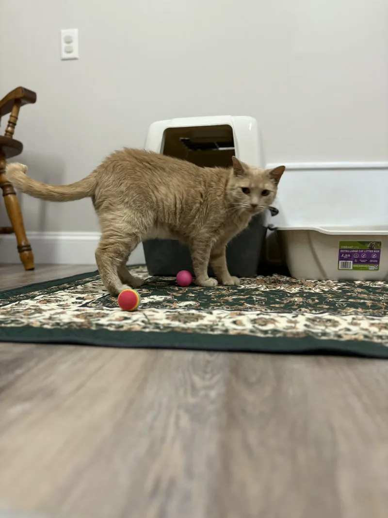 An adult medium-sized female Tiger cat named Freesia for adoption in Fulton, NY