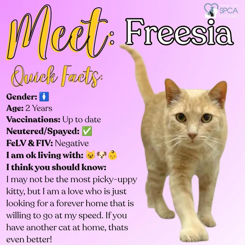 Freesia thumbnail 6