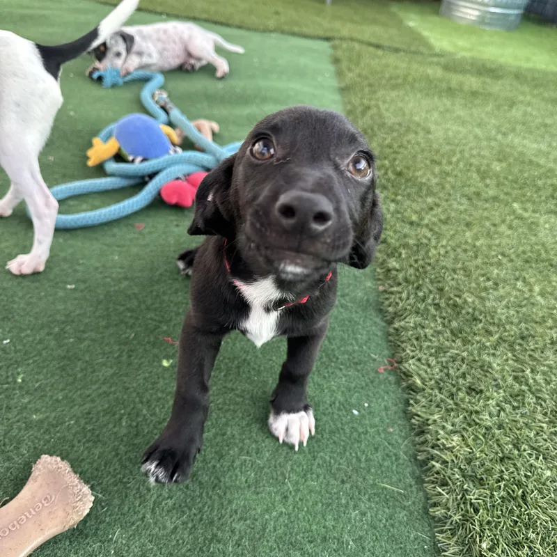 A baby small-sized male Black Chihuahua dog named Ferguson for adoption in Myakka City, FL