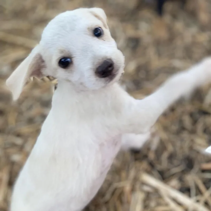 Arlo