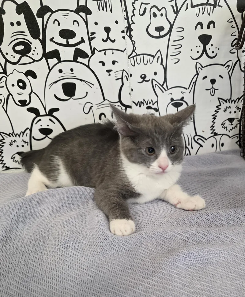 A baby small-sized male Domestic Short Hair cat named Mario for adoption in San Pedro, CA