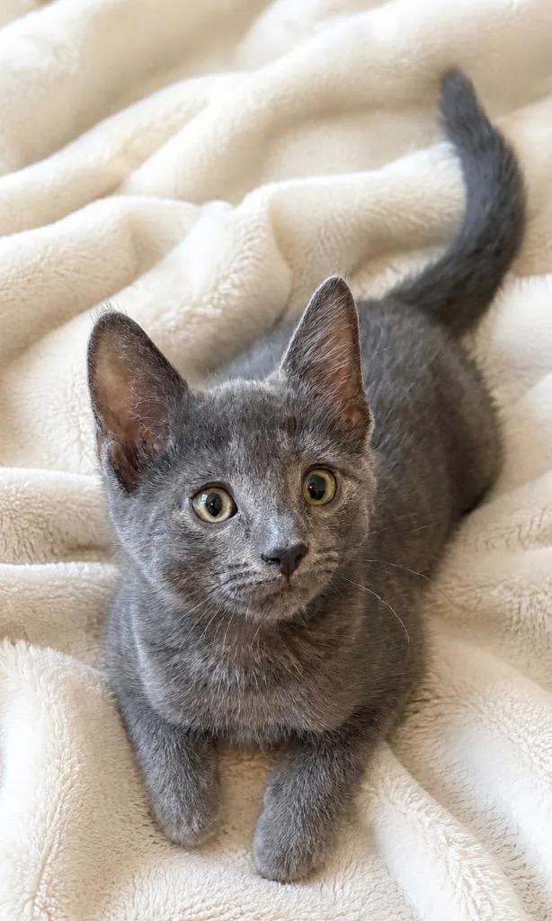 A baby small-sized male Domestic Short Hair cat named Serge for adoption in Ewing, NJ