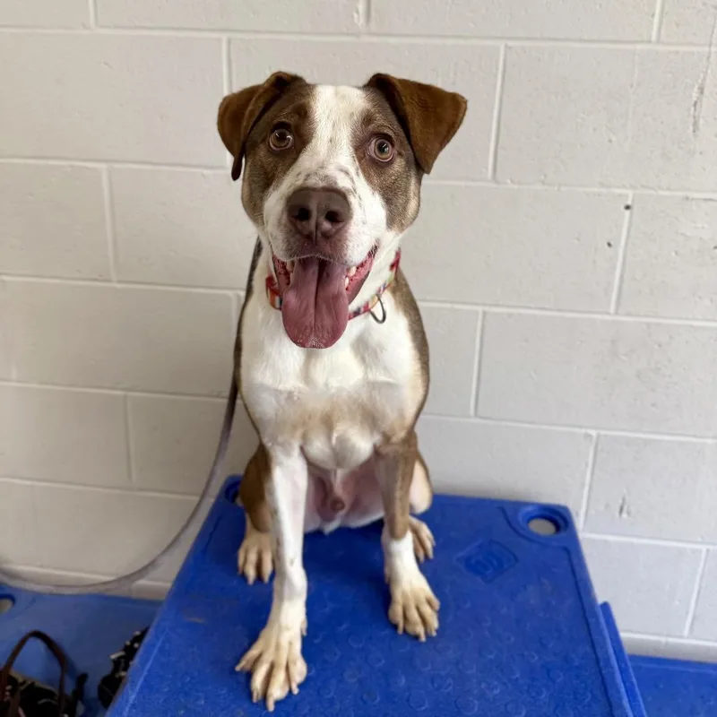 An adult medium-sized male Brown / Chocolate Cattle Dog dog named Timber for adoption in Louisville, KY