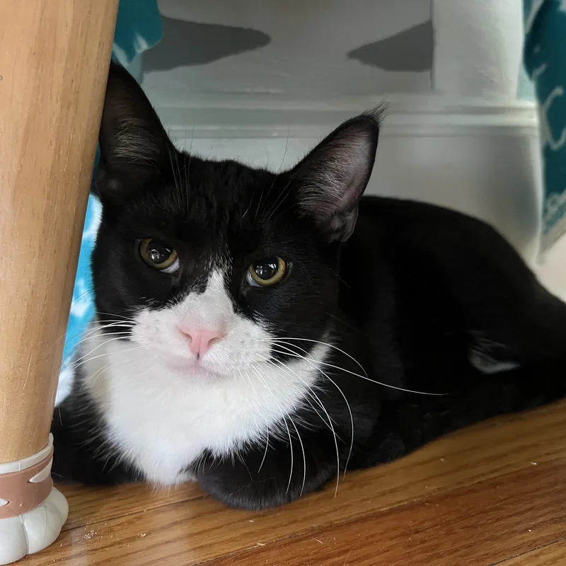 A young medium-sized male Black & White / Tuxedo Domestic Short Hair cat named Malin for adoption in Roanoke, VA