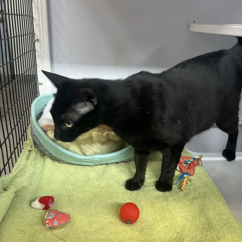 An adult large-sized female Black Domestic Short Hair cat named Roxy for adoption in Sarasota, FL